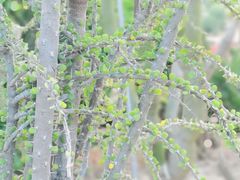 -东莞植物园