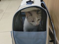 -米苏动物医院·犬猫专科·骨科外科内窥镜