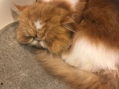 -more than meow吴止猫主题餐厅(承德 中船汇店)