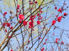 -瑶湖郊野森林公园