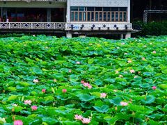 -荔湾湖公园
