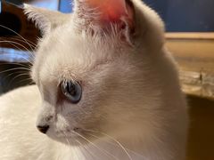 -猫猫幼稚园·撸猫·桌游·电玩