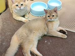 -大型宠物商超·宠海王国·宠物猫狗活体·用品·美容(新世界百货重庆店)