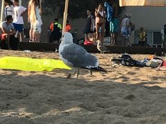 -小巴塞罗那海滩