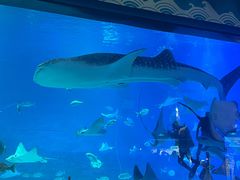 -烟台海昌鲸鲨海洋公园