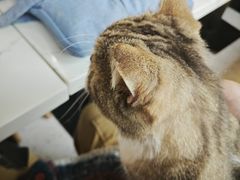 -喵园·猫主题咖啡厅·撸猫·猫咖(国贸店)