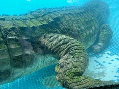 -广州长隆飞鸟乐园