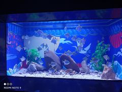 -烟台海昌鲸鲨海洋公园