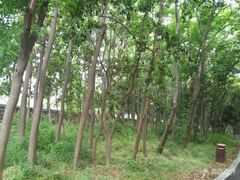 -同里国家湿地公园