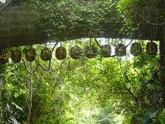 -西双版纳原始森林公园