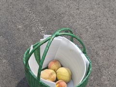 -老袁家蜜桃农场·阳山水蜜桃