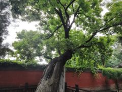 -天宁寺
