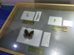 -上海昆虫博物馆
