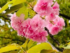 -高东镇樱花园