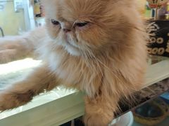 -猫色咖啡·猫咖