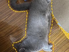 -叮叮猫咪生活馆