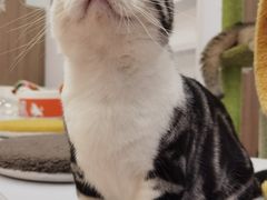 -COLOR PETS 撸猫馆·购猫·猫咖(长风大悦城店)