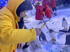 -芜湖新华联大白鲸海洋公园