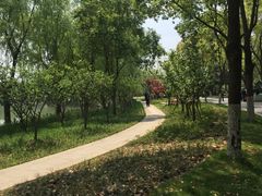 -昆山城市生态森林公园