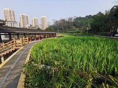 -龙头寺公园