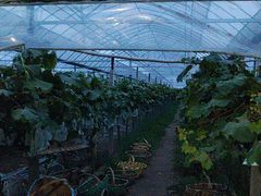 -马陆小张葡萄园农家乐