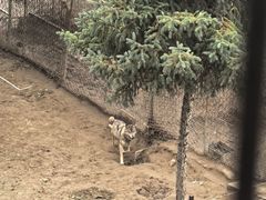 -青藏高原野生动物园