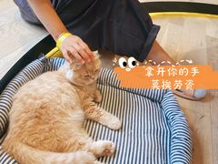 -CAT’S MEWSTAR CAFE·喵星球猫屋(晴湾咖啡店)