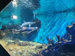 -海合安武汉极地海洋公园