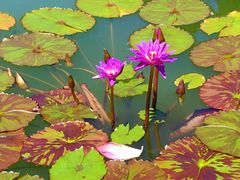 -国家植物园南园