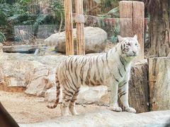 -广州长隆野生动物世界