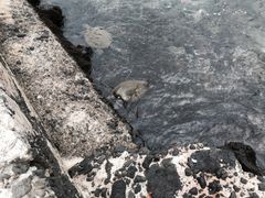 -夏威夷火山国家公园