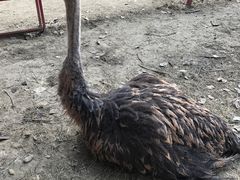 -秀丽东方