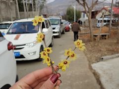 -抱犊崮国家森林公园