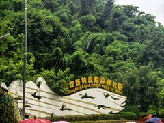 -西双版纳原始森林公园
