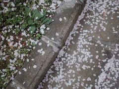 -武汉大学-樱园