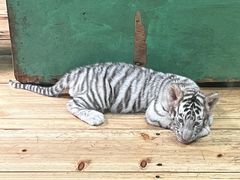 -广州长隆野生动物世界