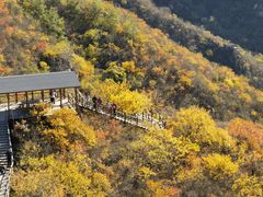-大岭沟猕猴桃谷风景区