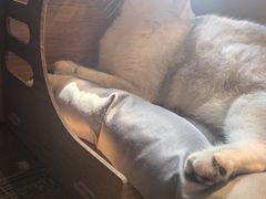 -猫猫幼稚园·撸猫·桌游·电玩