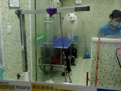 android_upload_pic-瑞鹏·疫苗·绝育·宠物医院(金沙洲店)