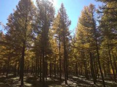 -塞罕坝国家级自然保护区