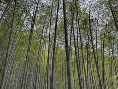 -上海佘山国家森林公园天马山园