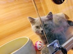 -喵百万·布偶·蓝金金渐层英短·猫舍(百子湾店)