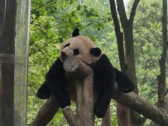 -都江堰中华大熊猫苑