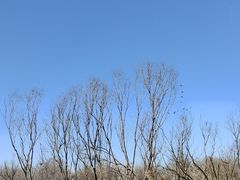 -盐城丹顶鹤湿地生态旅游区