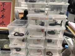 -酷以爬仙阁实体爬宠店·守宫·蜥蜴·专业繁育