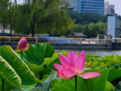 -莲花池公园
