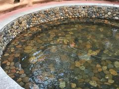 -天门沟九州驿站树上汤泉