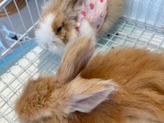 -怪兽屋·羊驼·猫咖·狗咖(俊华广场店)