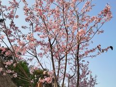 -广州市流溪河国家森林公园