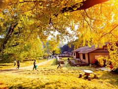 -千年银杏谷文化旅游区